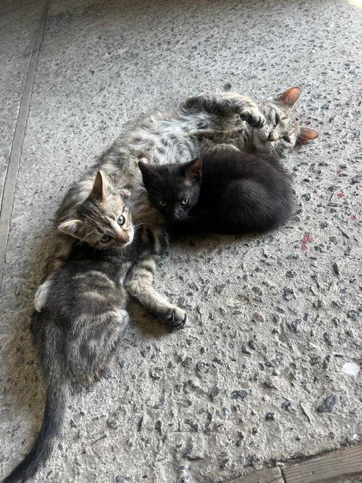 Котинята відам в добрі руки милих котиків луцьк кішечка кошення