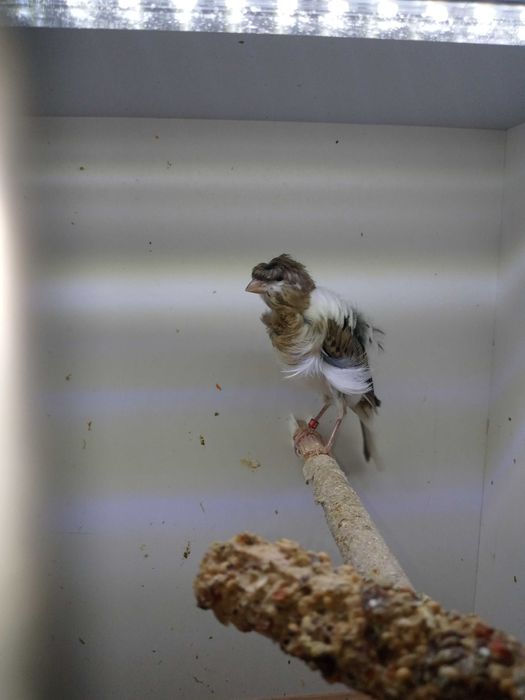 Kanarki Fiorino z 2024r