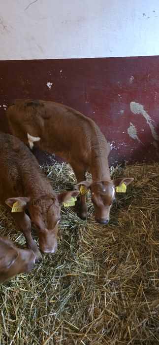 Sprzedam jałóweczki 3 tyg