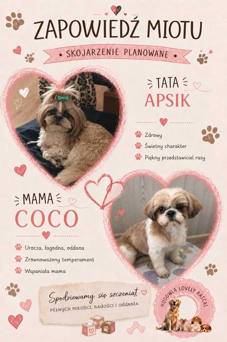 Szczeniaczek Shih Tzu