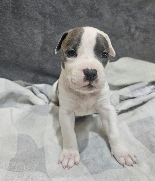 American staffordshire terrier Amstaff