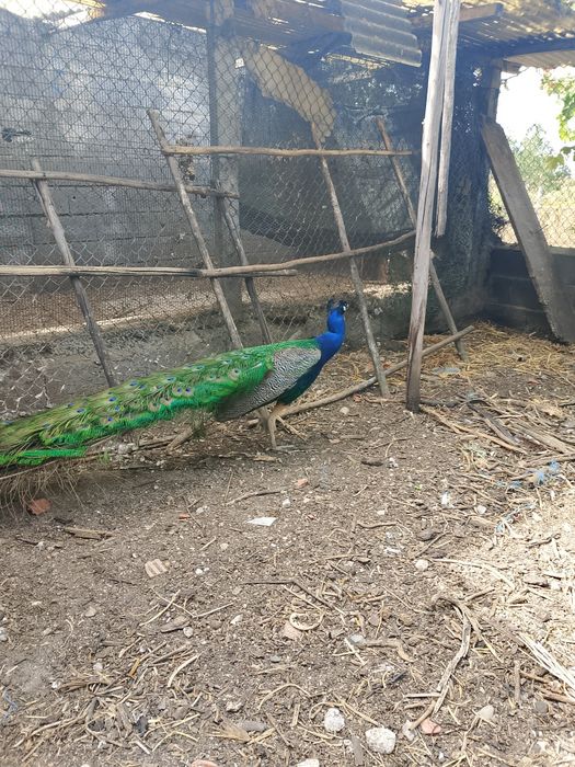 Pavão Azul Real 5 anos