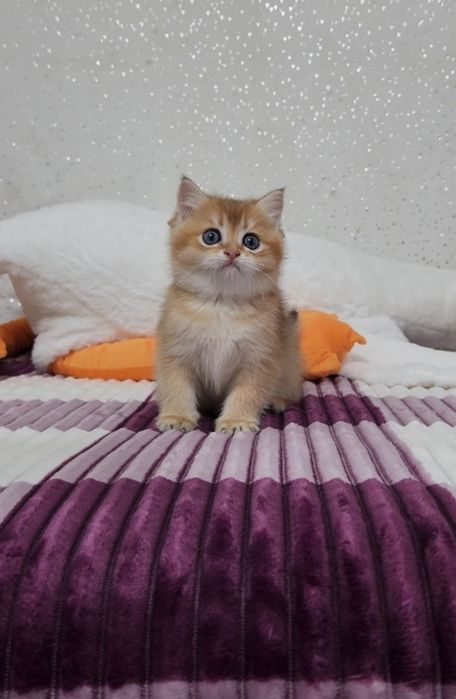 Малюки шотландська золота шиншила