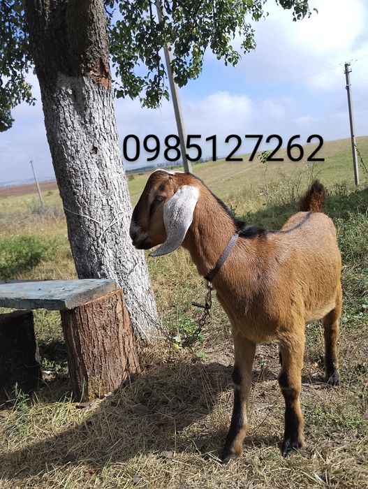Продам козла англо-нубійської породи
