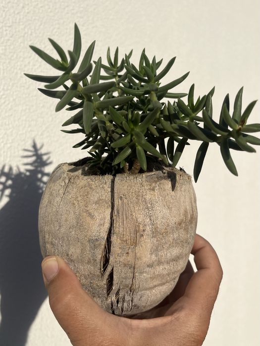 Seculenta em vaso de Couco.