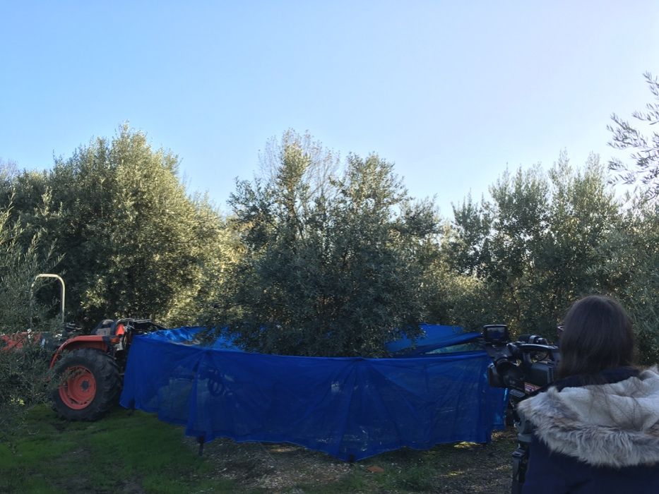 Toldo Articulado para Apanha de Azeitona para Trator