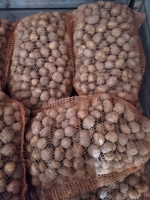 Ziemniaki jadalne 35-50 Soraja i Bernina jak sadzeniaki