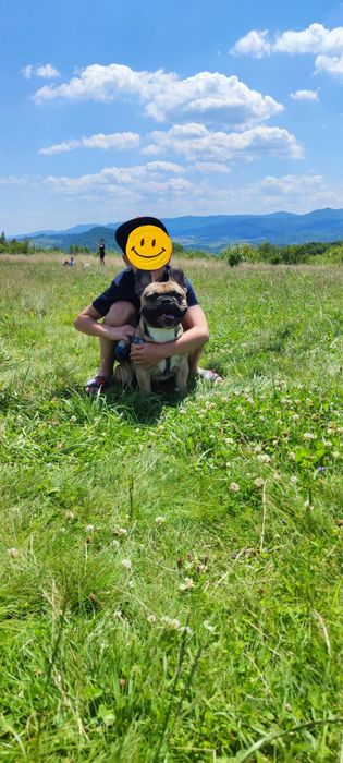 Французький бульдог для в'язки