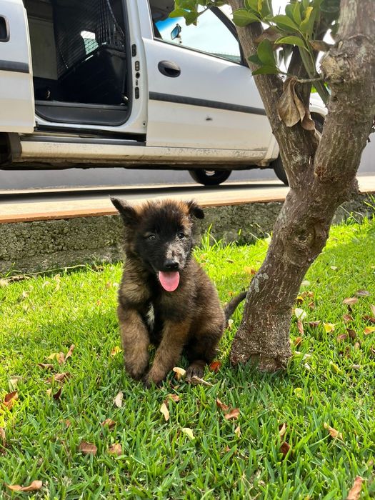 Cão Pastor Belga