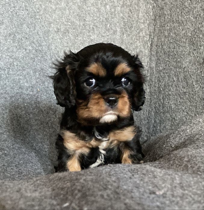 Дівчинка - неймовірна принцеса