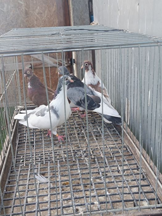Gołebie Zamojskie