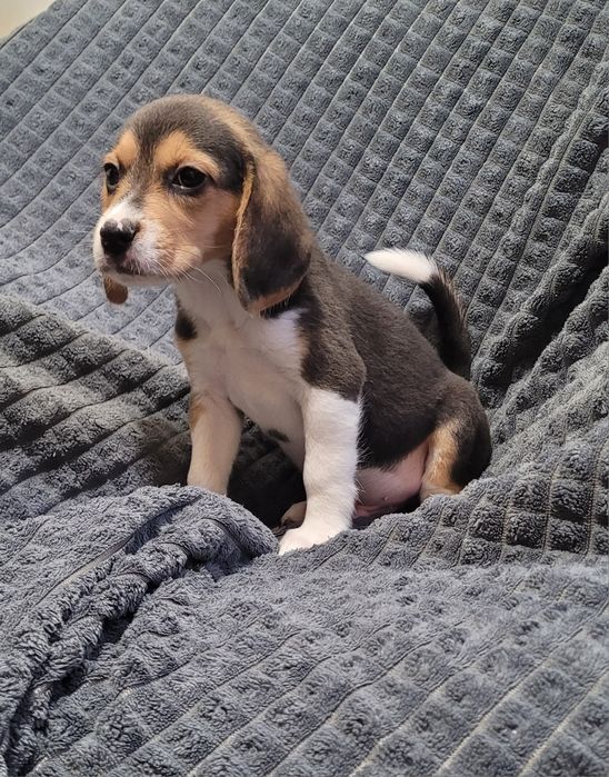 Cachorrinho beagle tricolor