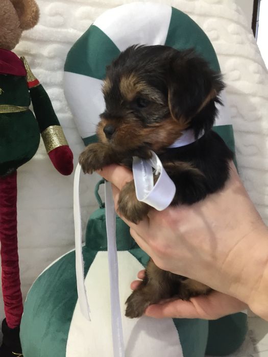 VIP Йорки  чарівні крихітки чекають на вас