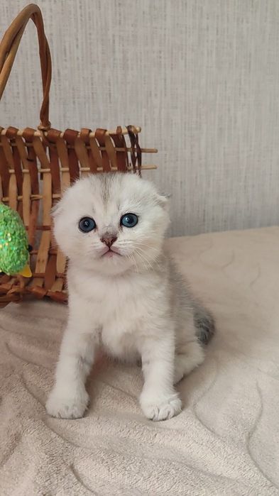 Серебристая шиншилла, вислоухая красавица
