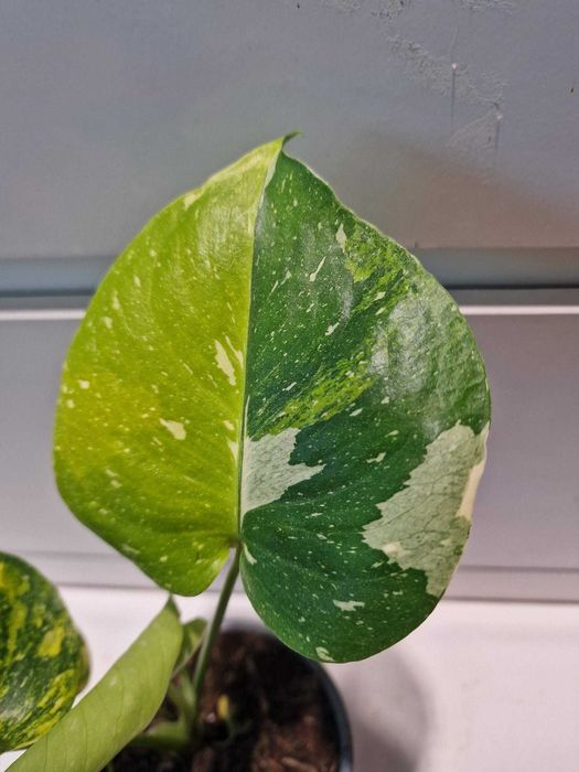 Monstera Thai Tricolor Miracle