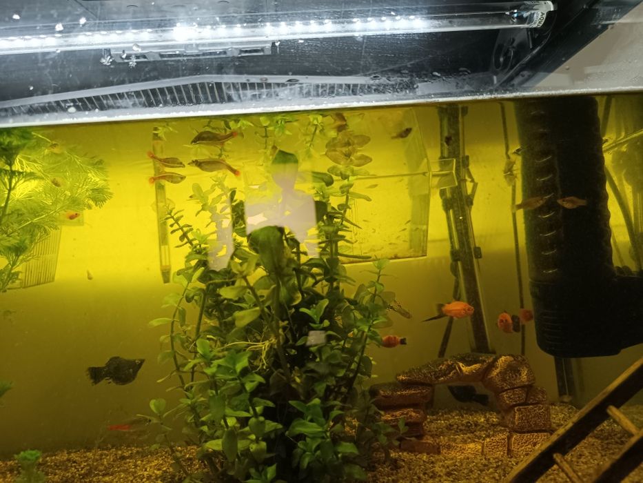 Animais ,peixes de água quente