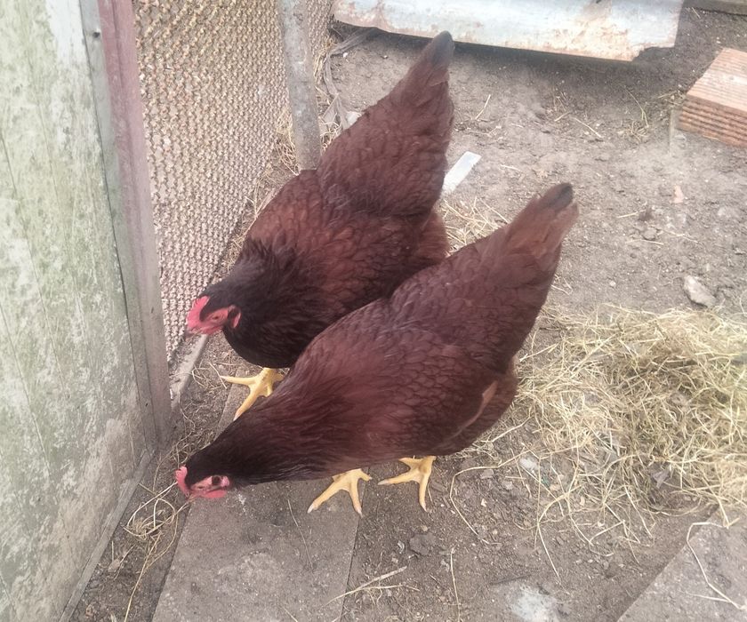 Galinhas Rothe Island Red