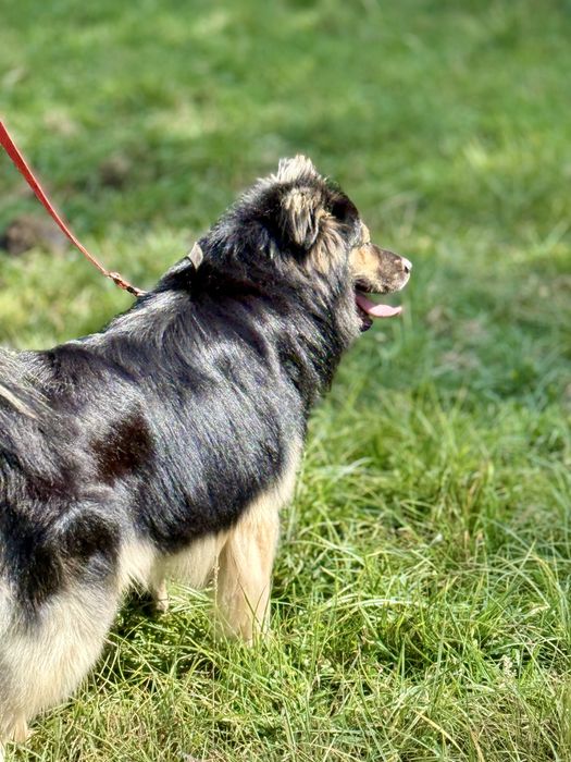Szarik — piękny pies do adopcji