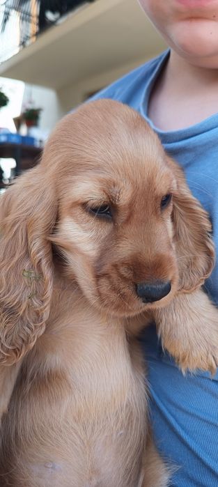 Cocker Spaniel Angielski