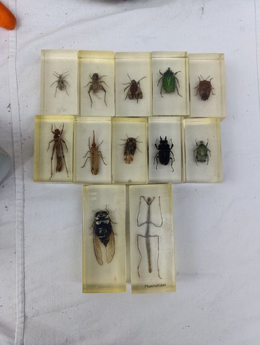 Жуки в епоксидной смоле коллекция для детей детская игрушка скорпион