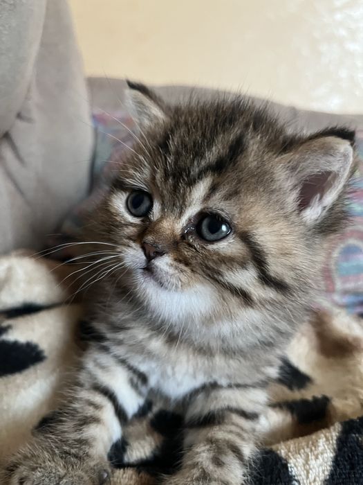 Шотландские котята