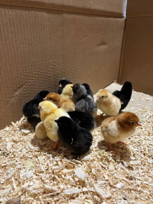 Kurczęta jednodniowe