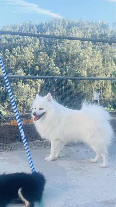 Spitz alemao macho procura namorada