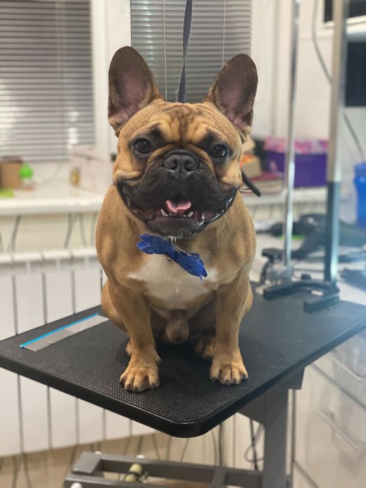 Вязка французский бульдог КСУ есть щенки