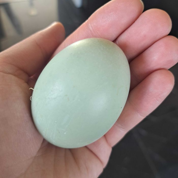 10 jajek od kur green shell i blue shell