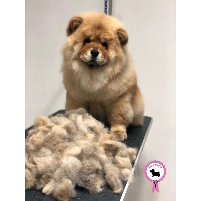 Dog Style / грумінг-салон/ грумер / стрижка собак та котів