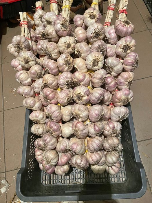 Sprzedam czosnek warkocze