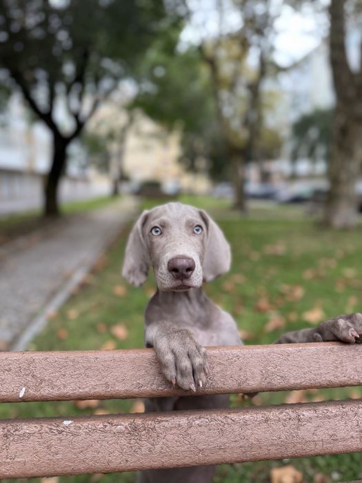 Weimaraner femea bebe