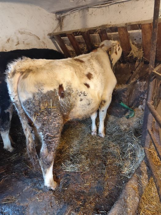 Byczek piękny sprzedam