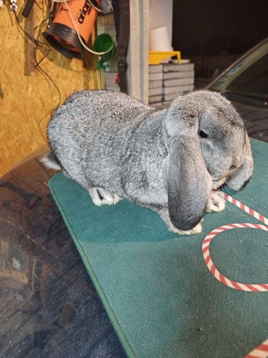 Samczyk Baran Francuski Szynszyl.