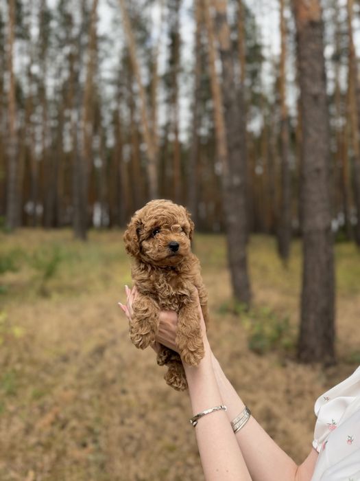 Toy poodle, той пудель red