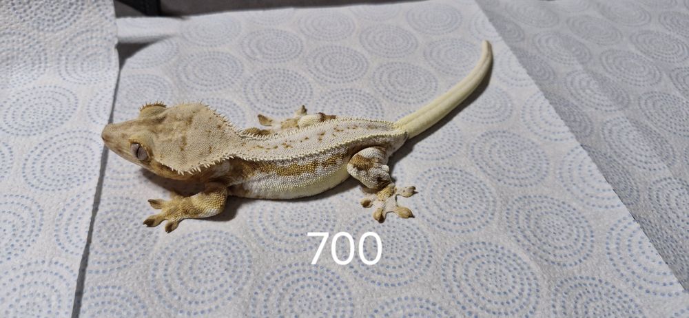 Gekony orzęsione - Samice