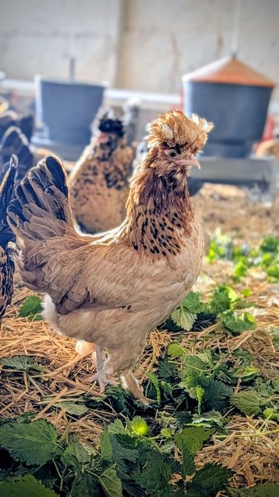 Kury Pawłowskie jaja lęgowe