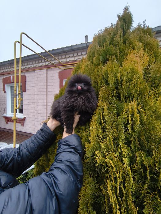 Хлопчик померанський шпіц 4,5 міс.