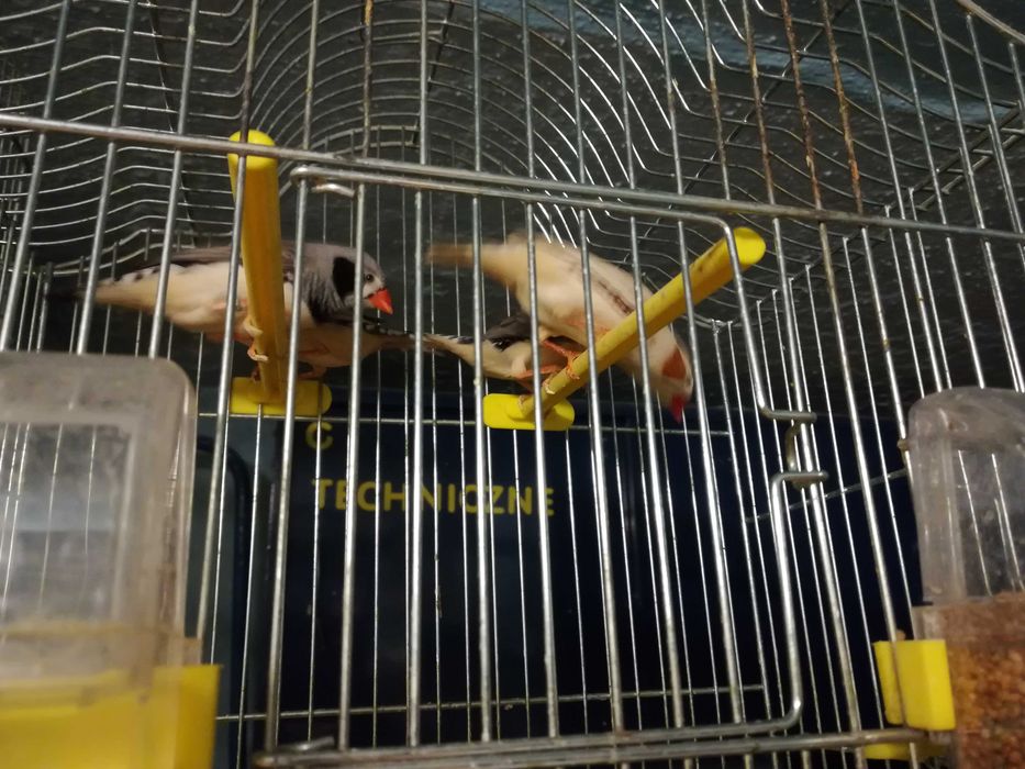 Zeberki - australijskie maleństwa