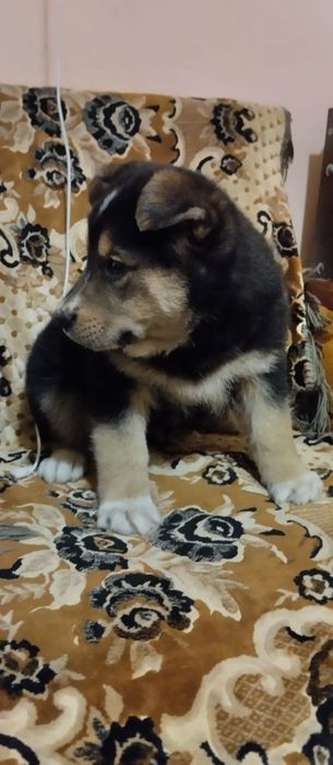 Віддам    цуценя