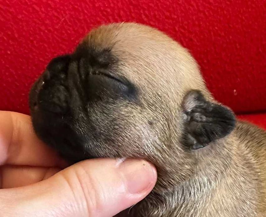 Bulldog Francês afixo Mayday Hill