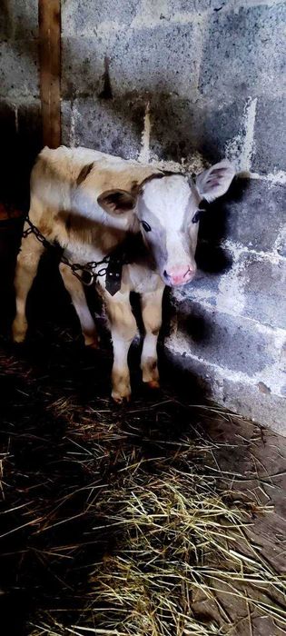 Теля / теличка  - продам