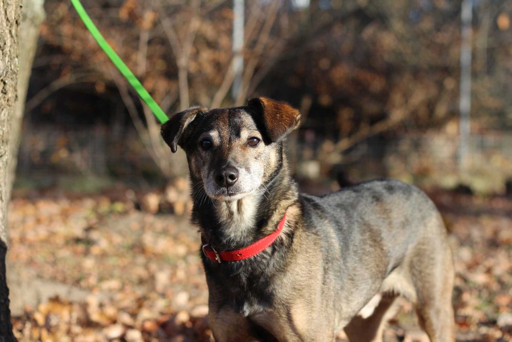 Neo- pies do adopcji