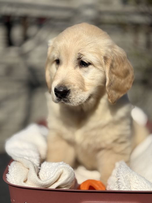 Golden Retriever Gotowy do odbioru