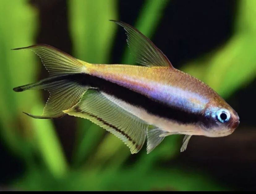 Tetra cesarska - błyszczyk cesarski