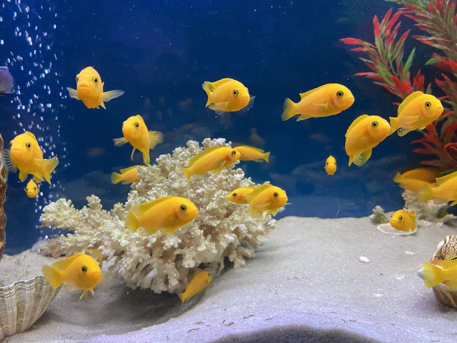 Цихліди африканські (підлітки)