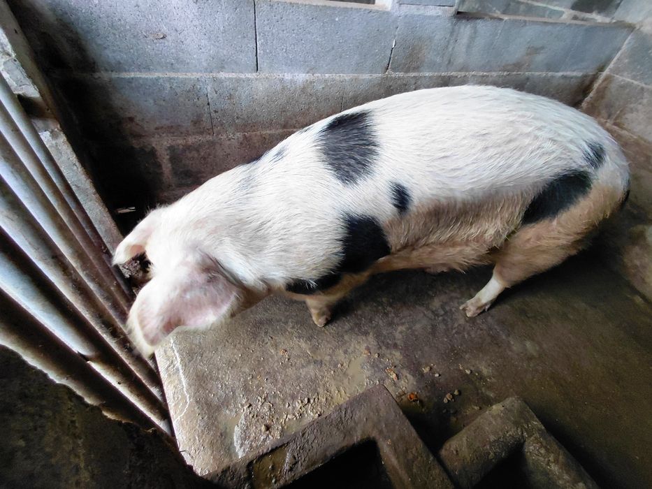 Vende-se Porcas vivas