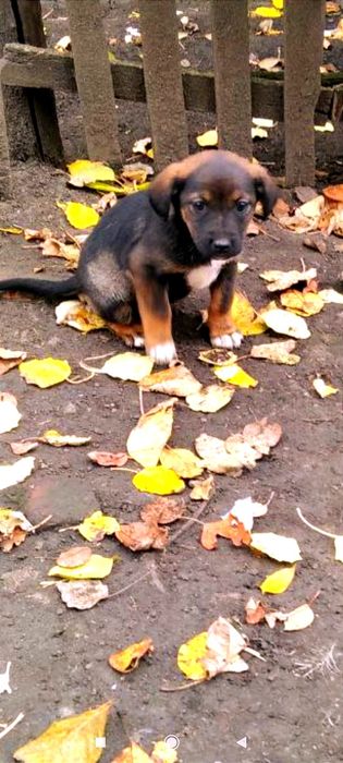 Бесплатно.Щенки. Милые детки. Бесплатно