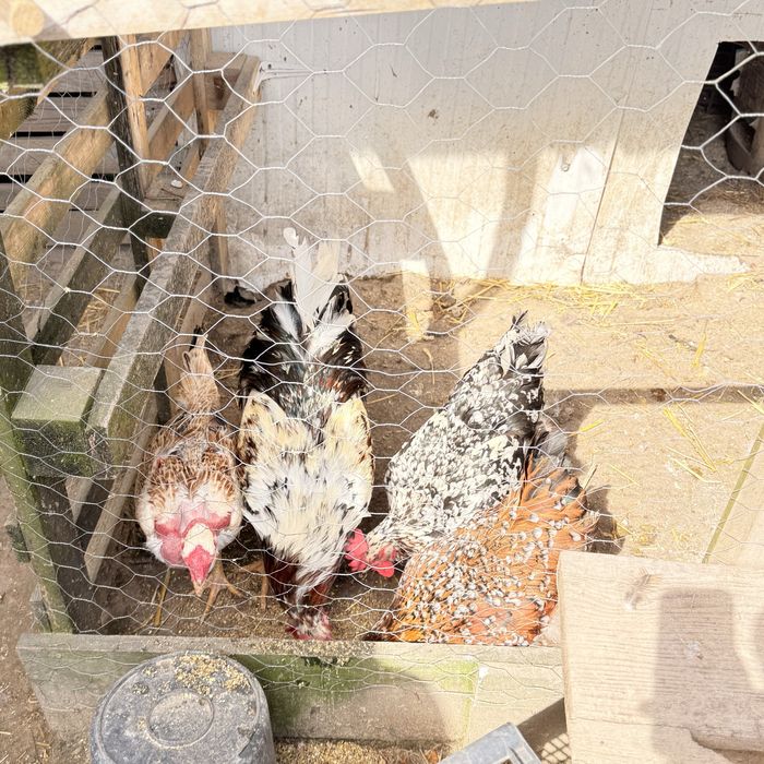 Sertaneja Balão – Ovos para Incubação