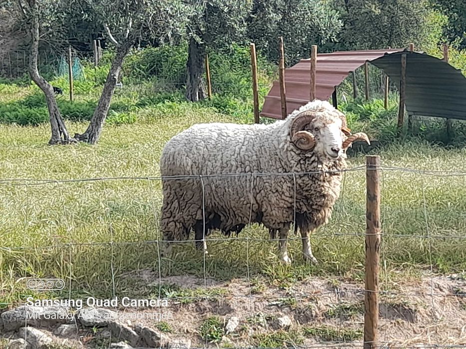 Carneiro para venda, 2 anos , 120 euros